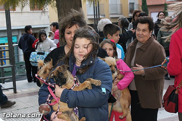 Los animales recibieron la bendicin en el da de su patrn, San Antn Abad - 2013 - 231