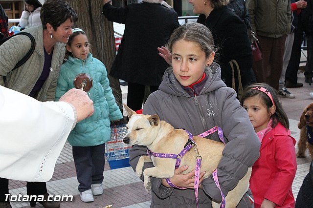 Los animales recibieron la bendicin en el da de su patrn, San Antn Abad - 2013 - 236