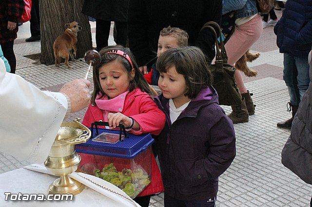 Los animales recibieron la bendicin en el da de su patrn, San Antn Abad - 2013 - 237