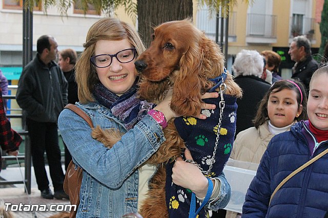 Los animales recibieron la bendicin en el da de su patrn, San Antn Abad - 2013 - 240