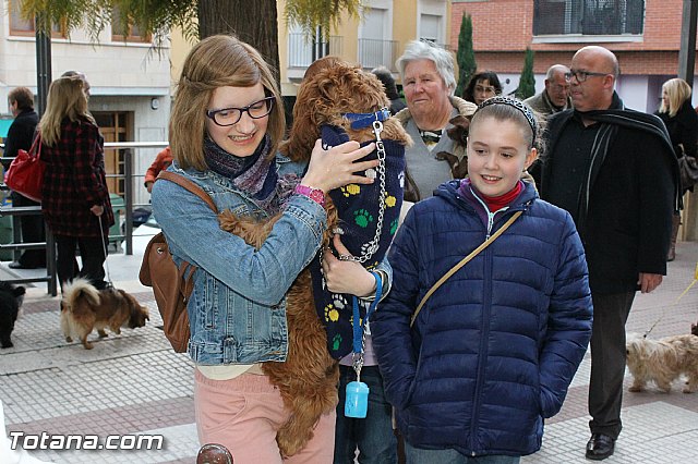 Los animales recibieron la bendicin en el da de su patrn, San Antn Abad - 2013 - 241