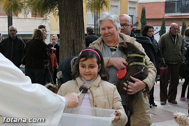 Los animales recibieron la bendicin en el da de su patrn, San Antn Abad - 2013 - 242