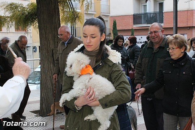 Los animales recibieron la bendicin en el da de su patrn, San Antn Abad - 2013 - 250