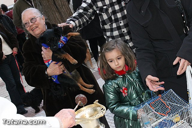 Los animales recibieron la bendicin en el da de su patrn, San Antn Abad - 2013 - 255