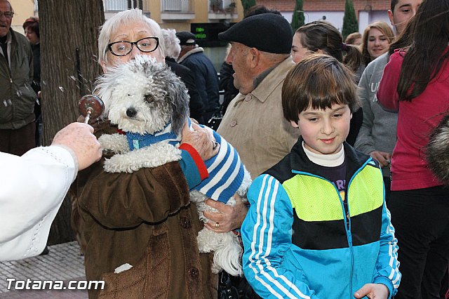 Los animales recibieron la bendicin en el da de su patrn, San Antn Abad - 2013 - 260