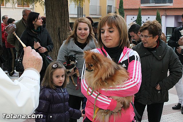 Los animales recibieron la bendicin en el da de su patrn, San Antn Abad - 2013 - 263