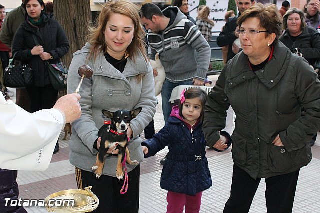 Los animales recibieron la bendicin en el da de su patrn, San Antn Abad - 2013 - 264