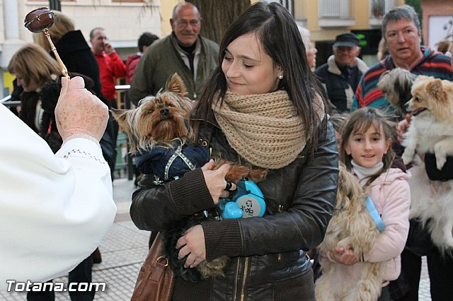 Los animales recibieron la bendicin en el da de su patrn, San Antn Abad - 2013 - 274