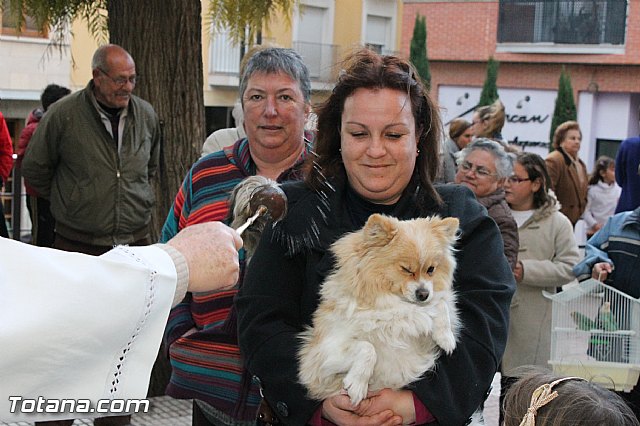 Los animales recibieron la bendicin en el da de su patrn, San Antn Abad - 2013 - 277