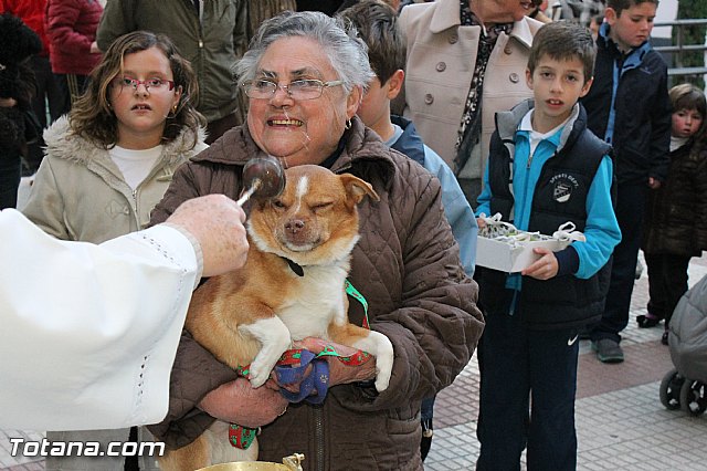 Los animales recibieron la bendicin en el da de su patrn, San Antn Abad - 2013 - 280