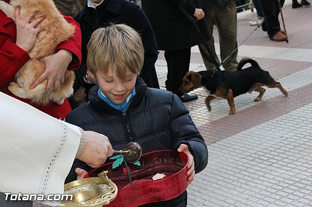Los animales recibieron la bendicin en el da de su patrn, San Antn Abad - 2013 - 289