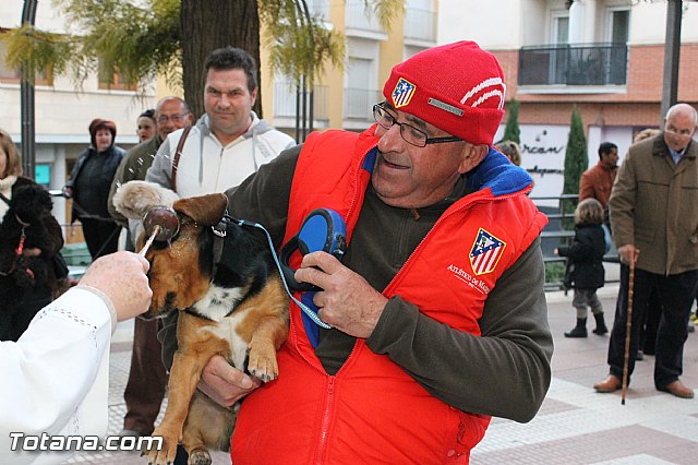 Los animales recibieron la bendicin en el da de su patrn, San Antn Abad - 2013 - 294