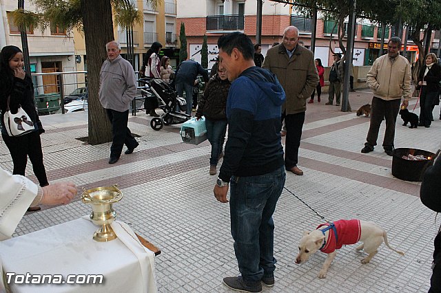 Los animales recibieron la bendicin en el da de su patrn, San Antn Abad - 2013 - 300