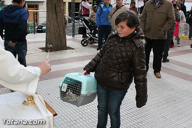 Los animales recibieron la bendicin en el da de su patrn, San Antn Abad - 2013 - 301