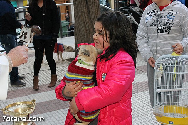 Los animales recibieron la bendicin en el da de su patrn, San Antn Abad - 2013 - 302