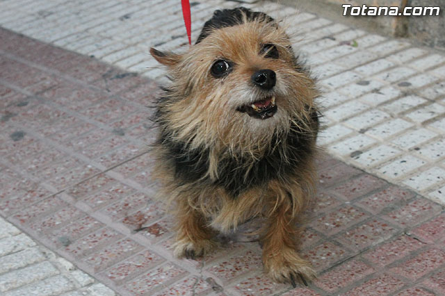 Los animales recibieron la bendicin en el da de su patrn, San Antn Abad - 2013 - 306
