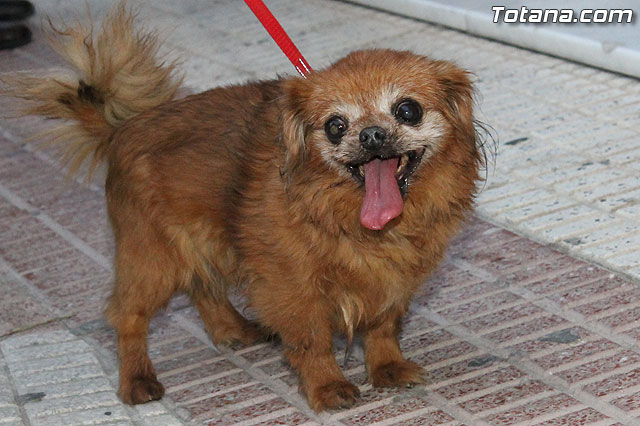 Los animales recibieron la bendicin en el da de su patrn, San Antn Abad - 2013 - 307