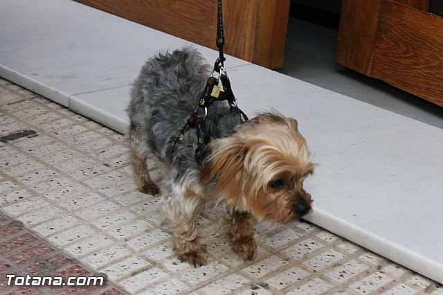 Los animales recibieron la bendicin en el da de su patrn, San Antn Abad - 2013 - 308