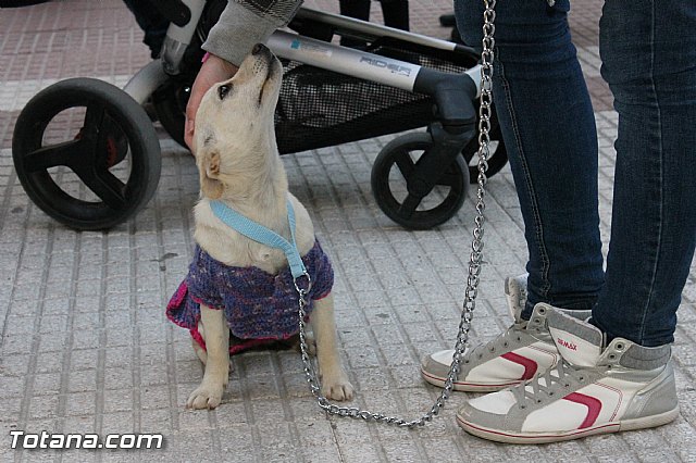 Los animales recibieron la bendicin en el da de su patrn, San Antn Abad - 2013 - 309