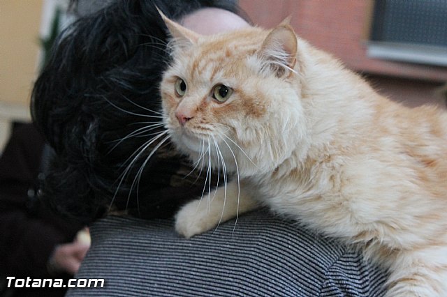 Los animales recibieron la bendicin en el da de su patrn, San Antn Abad - 2013 - 311