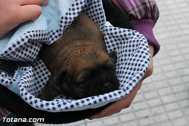 Los animales recibieron la bendicin en el da de su patrn, San Antn Abad - 2013 - 313
