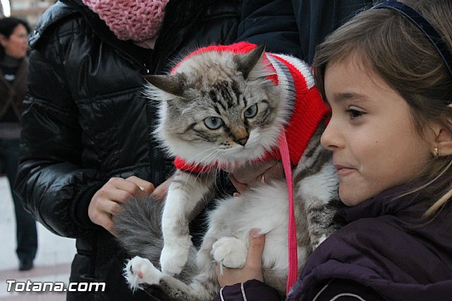 Los animales recibieron la bendicin en el da de su patrn, San Antn Abad - 2013 - 323