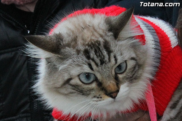 Los animales recibieron la bendicin en el da de su patrn, San Antn Abad - 2013 - 324