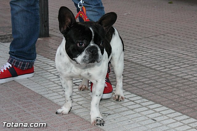 Los animales recibieron la bendicin en el da de su patrn, San Antn Abad - 2013 - 331