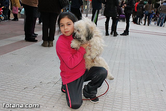 Los animales recibieron la bendicin en el da de su patrn, San Antn Abad - 2013 - 334