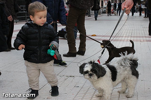 Los animales recibieron la bendicin en el da de su patrn, San Antn Abad - 2013 - 337