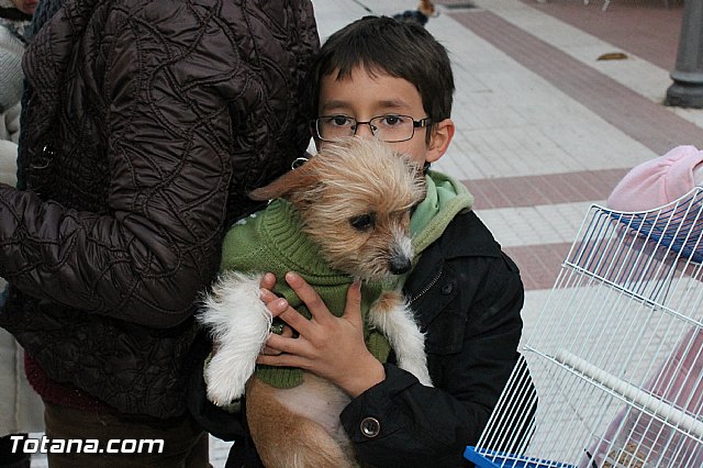Los animales recibieron la bendicin en el da de su patrn, San Antn Abad - 2013 - 339