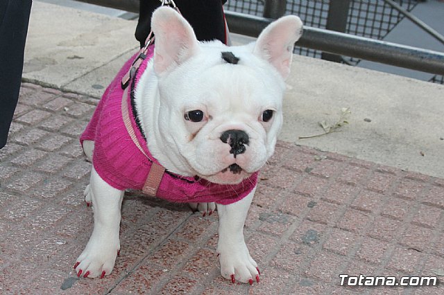 Los animales recibieron la bendicin en el da de su patrn, San Antn Abad - 2014 - 16