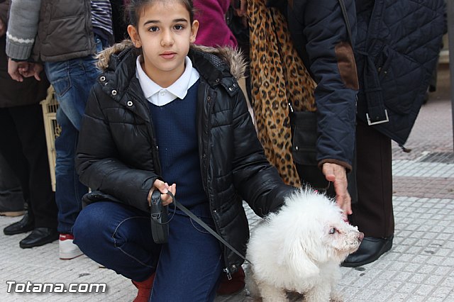 Los animales recibieron la bendicin en el da de su patrn, San Antn Abad - 2014 - 42