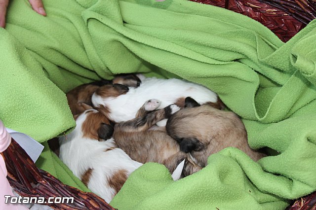Los animales recibieron la bendicin en el da de su patrn, San Antn Abad - 2014 - 54