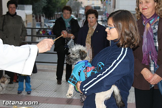 Los animales recibieron la bendicin en el da de su patrn, San Antn Abad - 2014 - 88