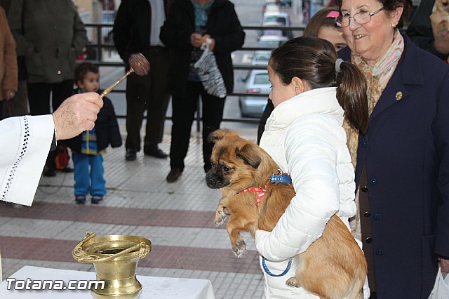 Los animales recibieron la bendicin en el da de su patrn, San Antn Abad - 2014 - 92