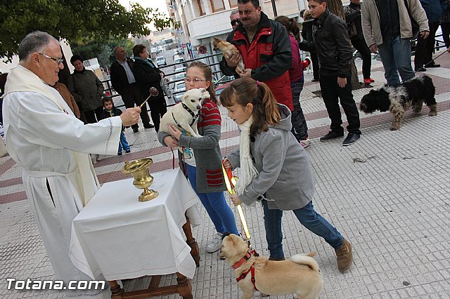 Los animales recibieron la bendicin en el da de su patrn, San Antn Abad - 2014 - 93