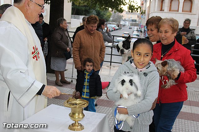 Los animales recibieron la bendicin en el da de su patrn, San Antn Abad - 2014 - 134