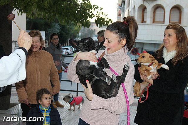 Los animales recibieron la bendicin en el da de su patrn, San Antn Abad - 2014 - 139