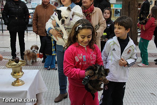 Los animales recibieron la bendicin en el da de su patrn, San Antn Abad - 2014 - 161