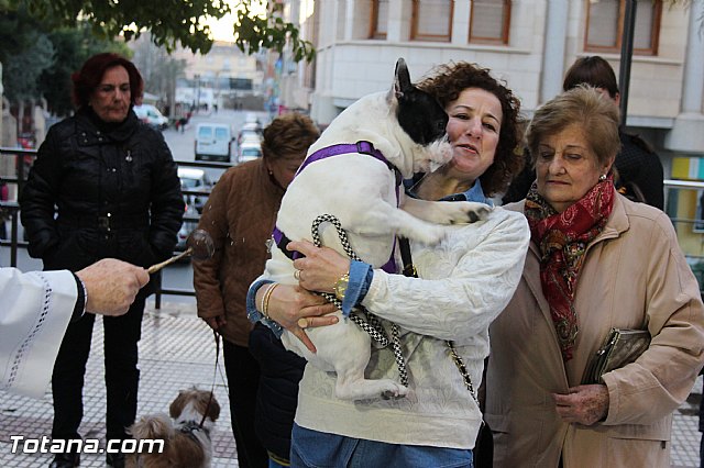 Los animales recibieron la bendicin en el da de su patrn, San Antn Abad - 2014 - 162
