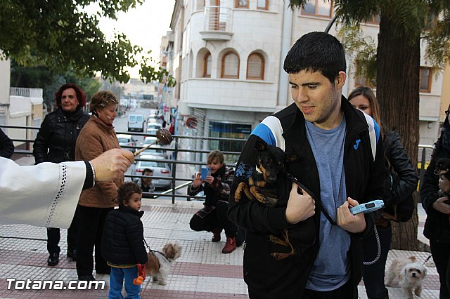Los animales recibieron la bendicin en el da de su patrn, San Antn Abad - 2014 - 182