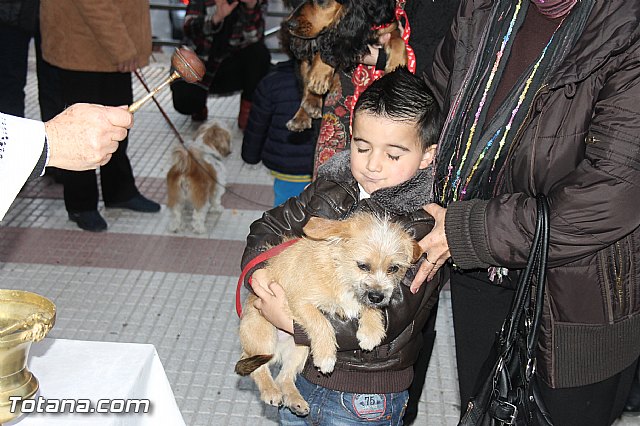 Los animales recibieron la bendicin en el da de su patrn, San Antn Abad - 2014 - 187