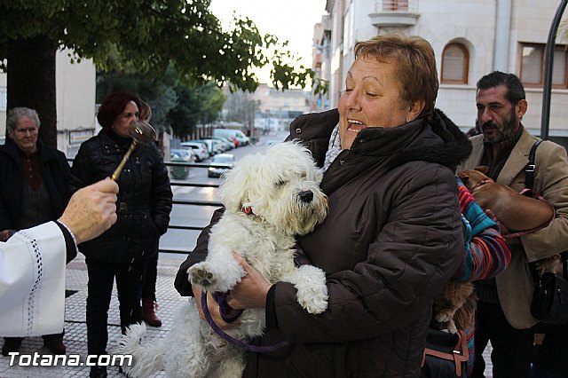 Los animales recibieron la bendicin en el da de su patrn, San Antn Abad - 2014 - 206