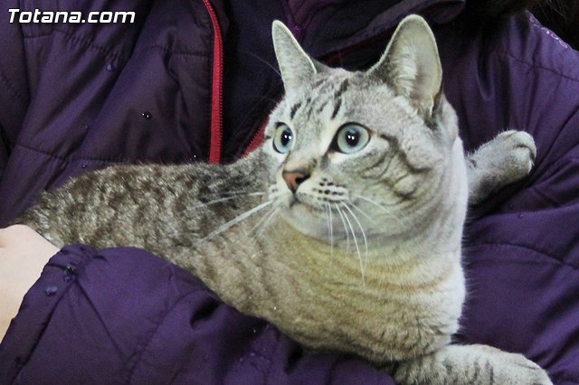 Los animales recibieron la bendicin en el da de su patrn, San Antn Abad - 2014 - 214