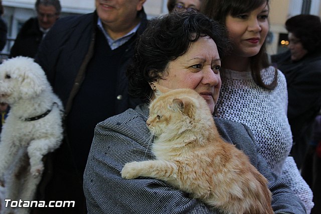 Los animales recibieron la bendicin en el da de su patrn, San Antn Abad - 2014 - 216