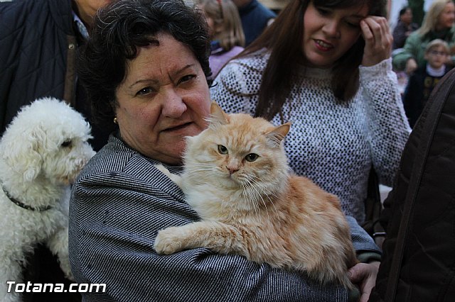 Los animales recibieron la bendicin en el da de su patrn, San Antn Abad - 2014 - 218