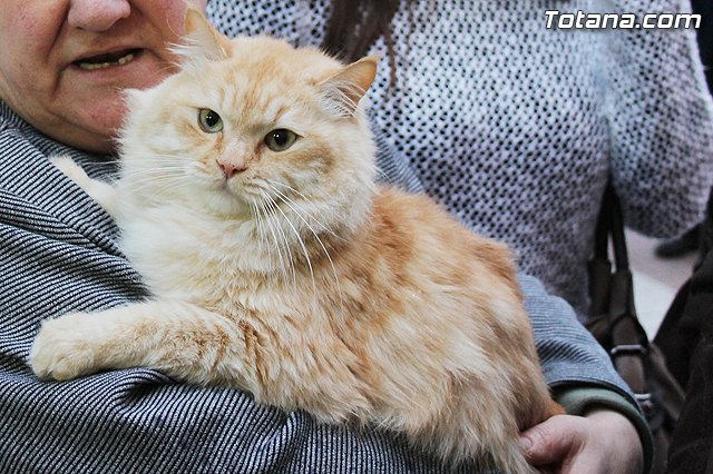 Los animales recibieron la bendicin en el da de su patrn, San Antn Abad - 2014 - 219