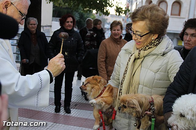 Los animales recibieron la bendicin en el da de su patrn, San Antn Abad - 2014 - 220