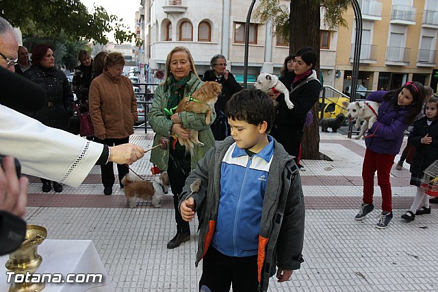 Los animales recibieron la bendicin en el da de su patrn, San Antn Abad - 2014 - 224